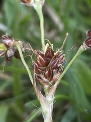 Luzula multiflora multiflora