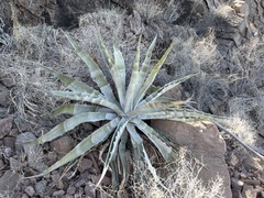 Agave sobria sobria