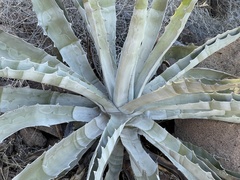 Agave sobria sobria
