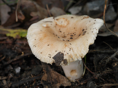 Russula neerimea