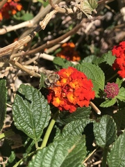 Anthophora californica