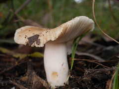 Russula neerimea