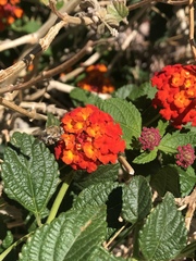 Anthophora californica