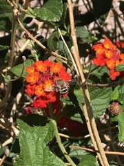 Anthophora californica