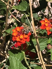 Anthophora californica