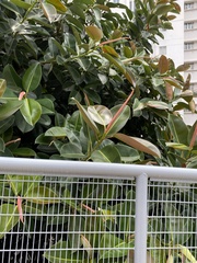 Ficus elastica