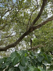 Magnoliopsida