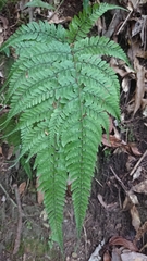 Athyrium clivicola