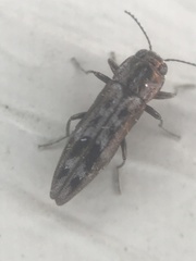Agrilus lecontei