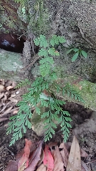 Asplenium wilfordii