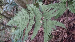 Dryopteris formosana