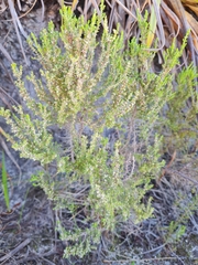 Blaeria