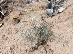 Astragalus ceramicus