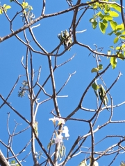 Tabebuia rosea