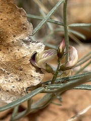 Astragalus ceramicus