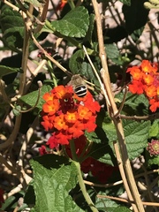 Anthophora californica