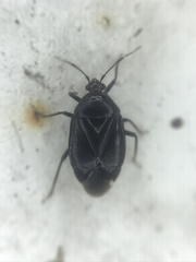 Deraeocoris sayi