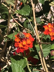 Anthophora californica