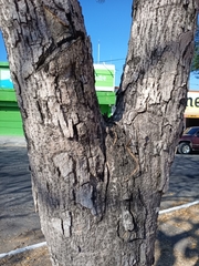 Roseodendron donnell-smithii