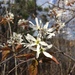 Amelanchier laevis - Photo ללא זכויות יוצרים, הועלה על ידי Étienne Lacroix-Carignan