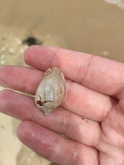 Phalium
