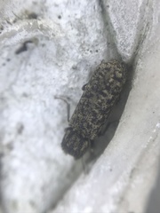 Lichenophanes bicornis