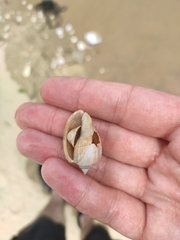 Phalium