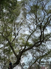 Magnoliopsida