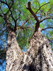 Astianthus viminalis