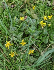 Ficaria verna