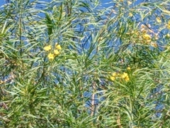 Astianthus viminalis