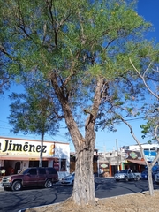 Astianthus viminalis
