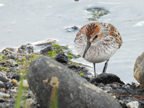 Correlimos de Alaska (Calidris mauri)