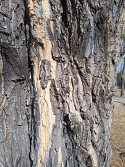 Astianthus viminalis