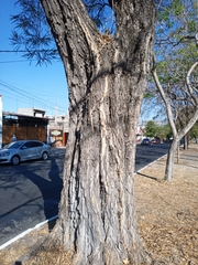 Astianthus viminalis