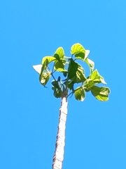 Roseodendron donnell-smithii