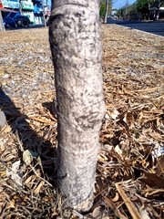 Roseodendron donnell-smithii