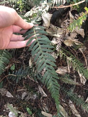 Blechnum parrisiae