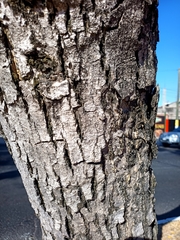 Roseodendron donnell-smithii