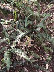 Blechnum parrisiae