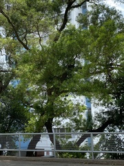 Acacia confusa