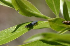 Graphocephala confluens