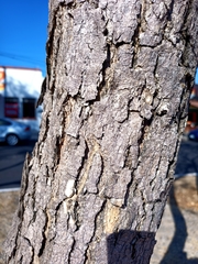 Roseodendron donnell-smithii