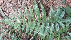 Polystichum biaristatum