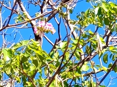 Tabebuia rosea