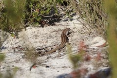 Liopholis multiscutata