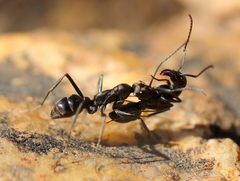 Ophthalmopone hottentota