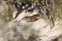 Liopholis multiscutata