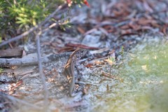 Liopholis multiscutata