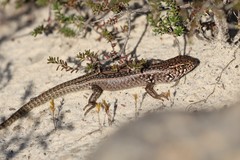 Liopholis multiscutata